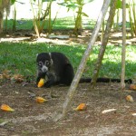 A pizote chowin' in the yard. Don't worry - they're more scared of humans than you'd think!