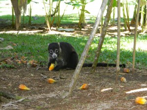 A pizote chowin' in the yard. Don't worry - they're more scared of humans than you'd think!