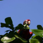 A red macaw - or as the locals call them, a Lapa.