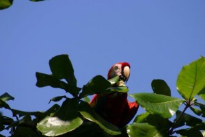 A red macaw - or as the locals call them, a Lapa.