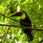 A toucan, hanging out in the front yard.