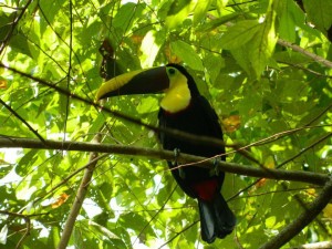 A toucan, hanging out in the front yard.