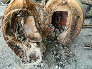 Hermit crabs!