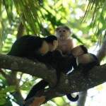 White faced monkeys are normal visitors along our "monkey highway".