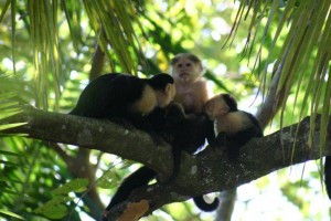 White faced monkeys are normal visitors along our "monkey highway".