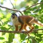 So are these little squirrel monkeys!