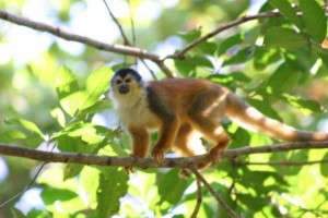 So are these little squirrel monkeys!