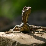 Lizards often like to lounge by the Casa Dulce pool and on warm rocks near the beach.