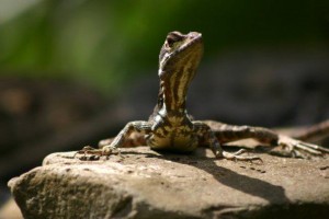 Lizards often like to lounge by the Casa Dulce pool and on warm rocks near the beach.