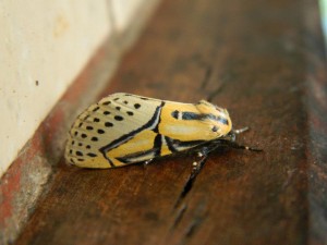 Beautiful moth!