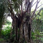 A Strangler Fig - also known as a Matapalo tree.