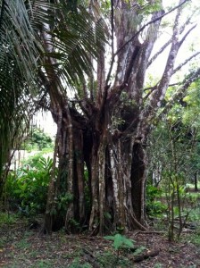 A Strangler Fig - also known as a Matapalo tree.